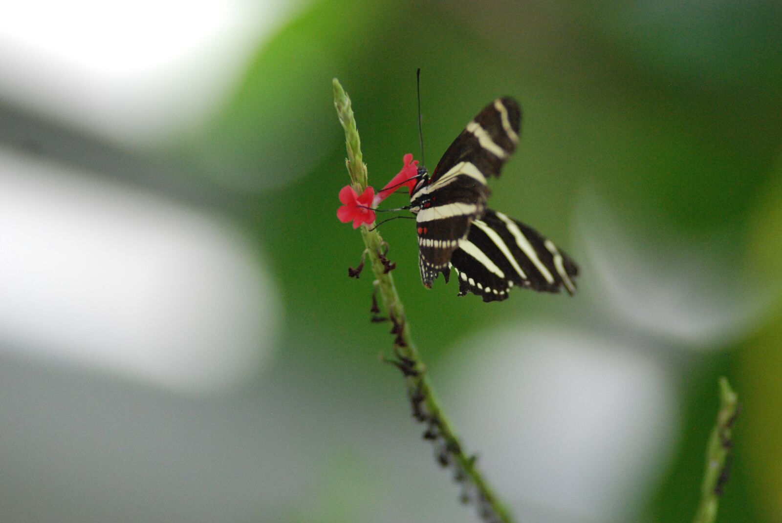 Nikon D80 sample photo. Butterfly, nature, insect photography