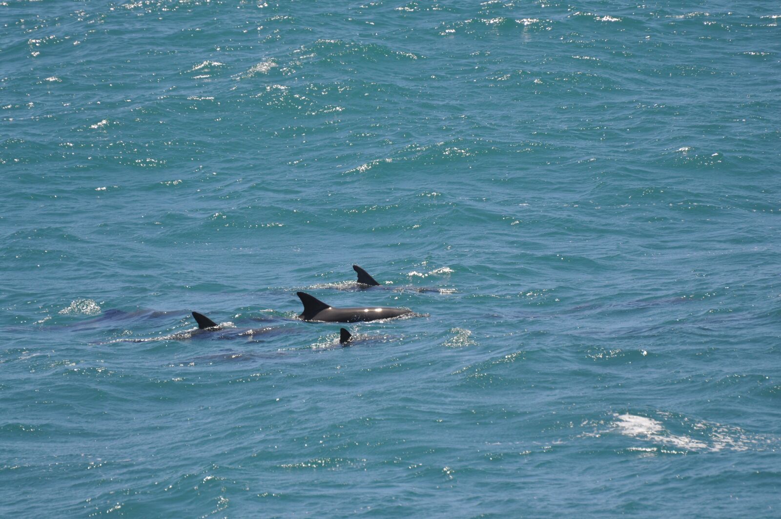 Nikon D90 sample photo. Dolphins, sea, mammal photography