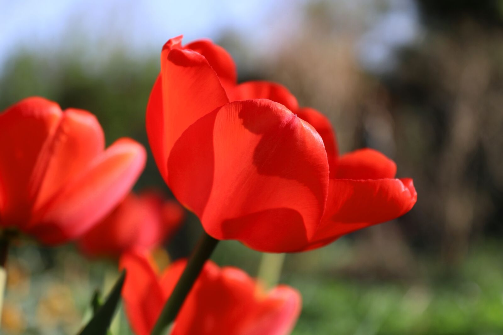 Canon EOS 200D (EOS Rebel SL2 / EOS Kiss X9) sample photo. Flower, nature, plant photography