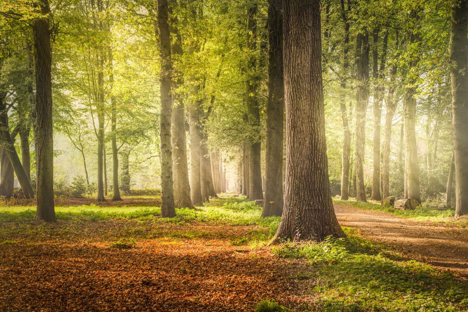 Nikon D610 sample photo. Lane, trees, beech photography