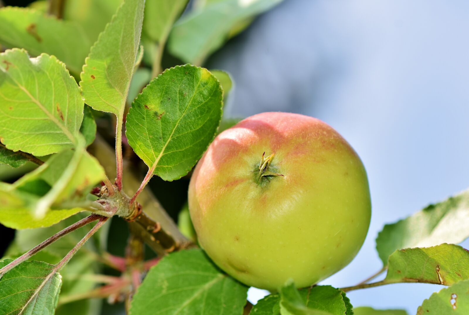 Nikon D7200 sample photo. Apple, apple tree, fruit photography