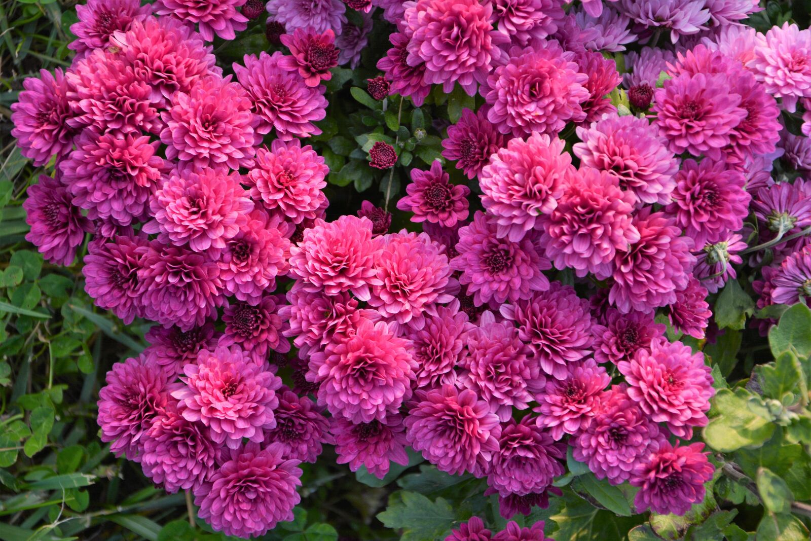 Nikon D7100 sample photo. Flower, chichewa live, vivid photography