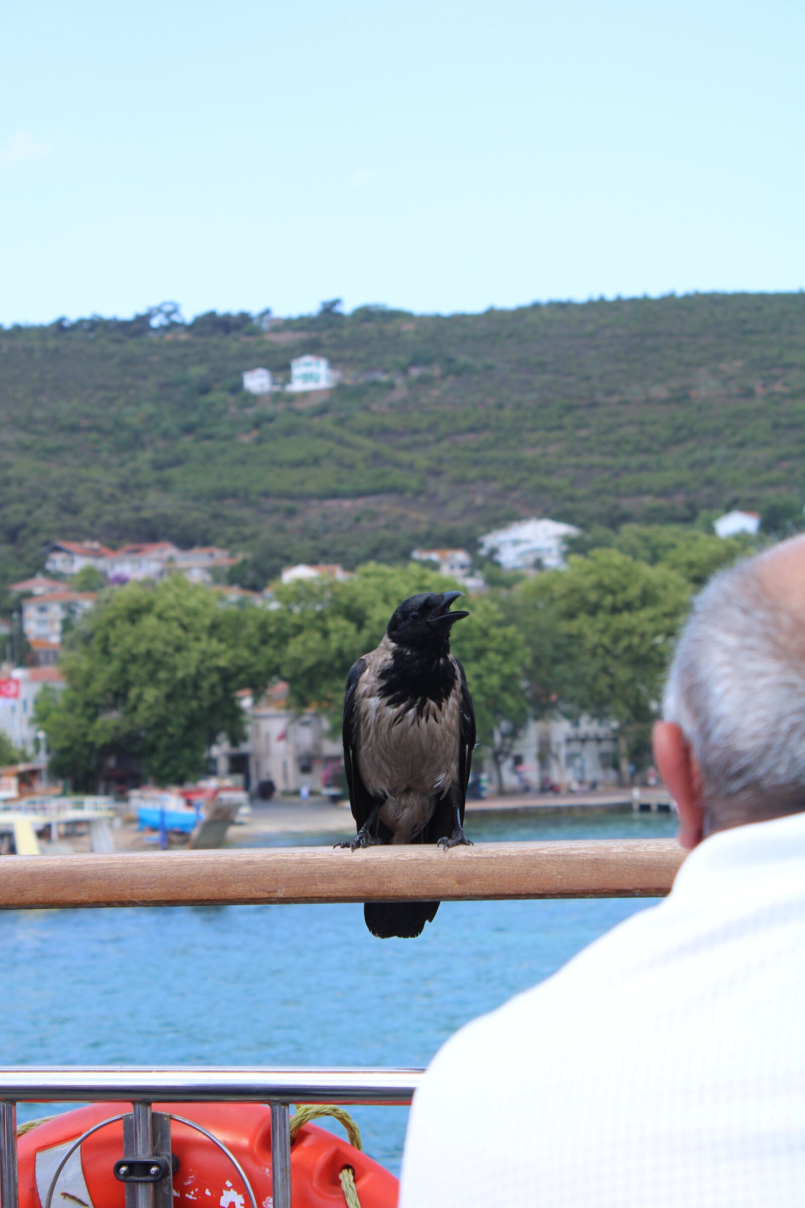 Canon EOS 2000D (EOS Rebel T7 / EOS Kiss X90 / EOS 1500D) sample photo. Crow, marine, v photography
