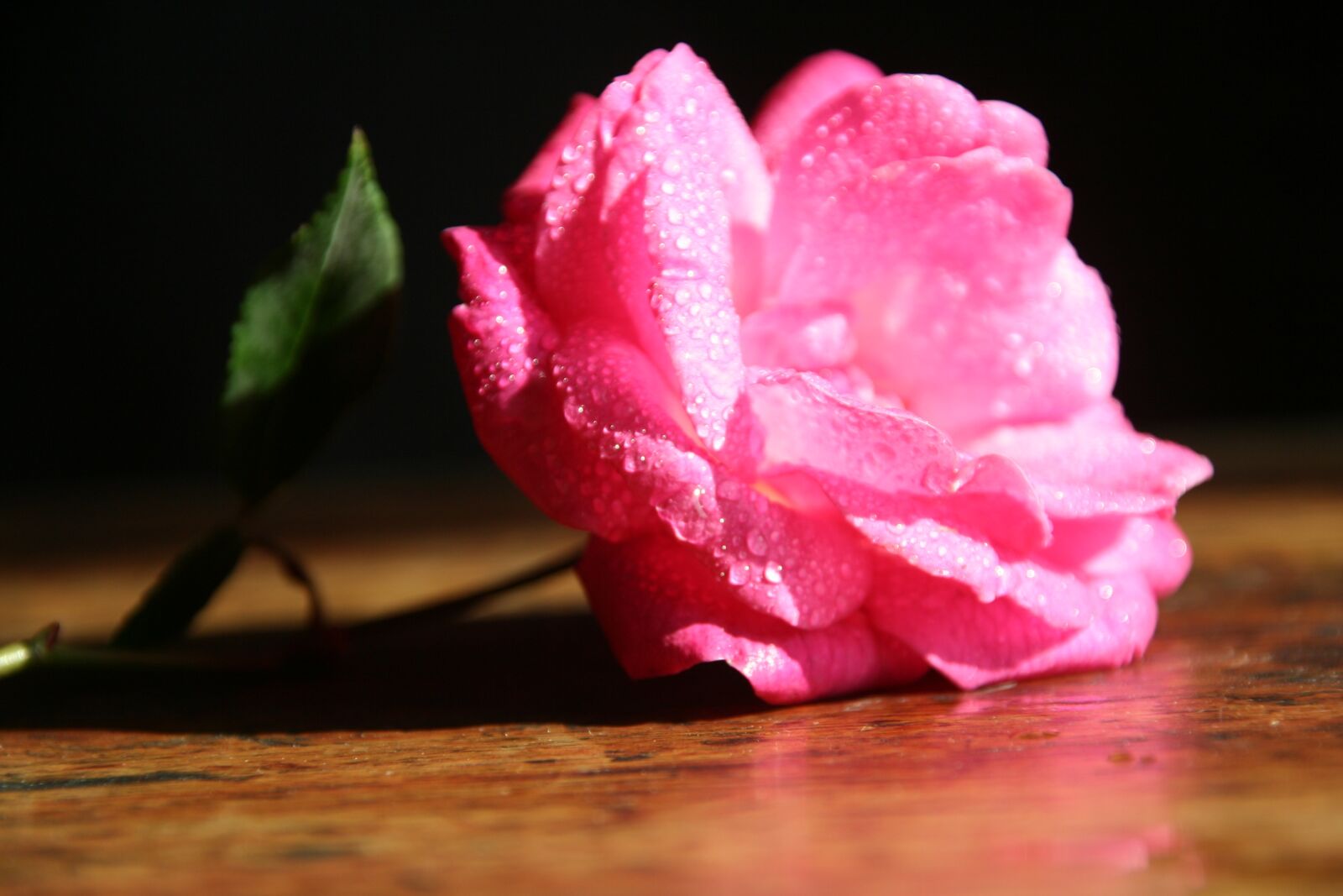 Canon EOS 350D (EOS Digital Rebel XT / EOS Kiss Digital N) sample photo. Red flowers, flower arrangement photography