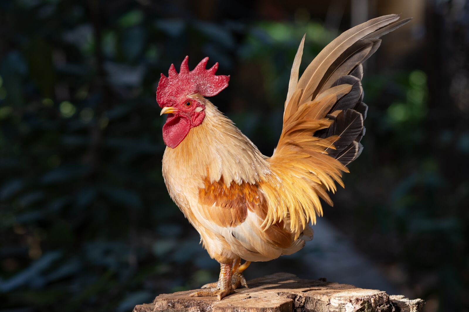 Nikon D7200 sample photo. Rooster, chicken, animal photography