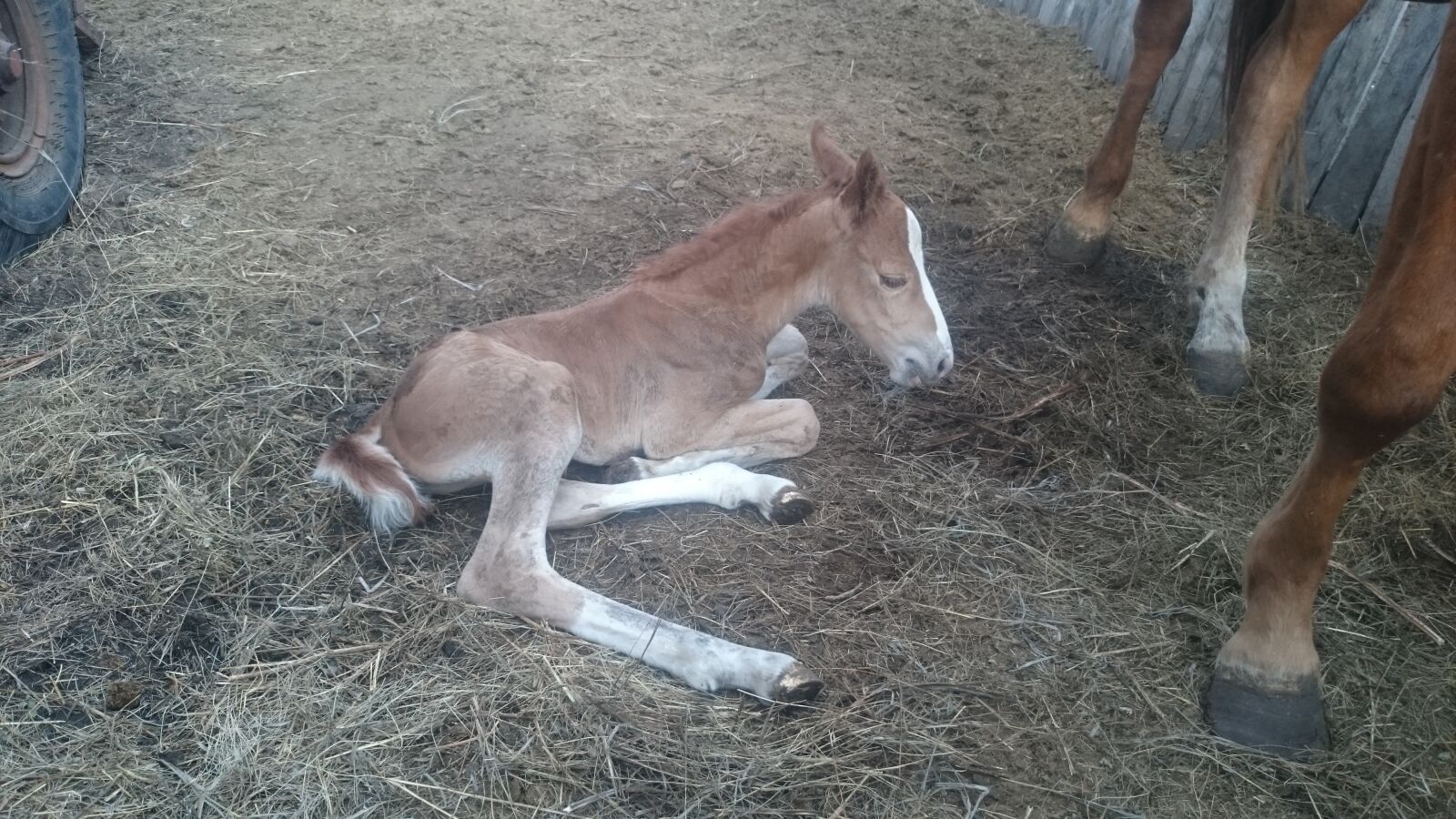 Sony Xperia Z1 sample photo. Animals, foal, pet photography