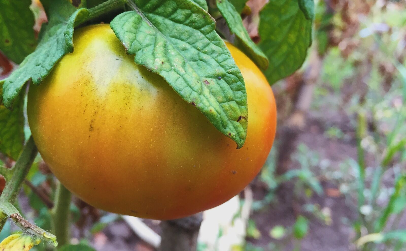 Apple iPhone 6 sample photo. Tomato, garden, ogrrod photography