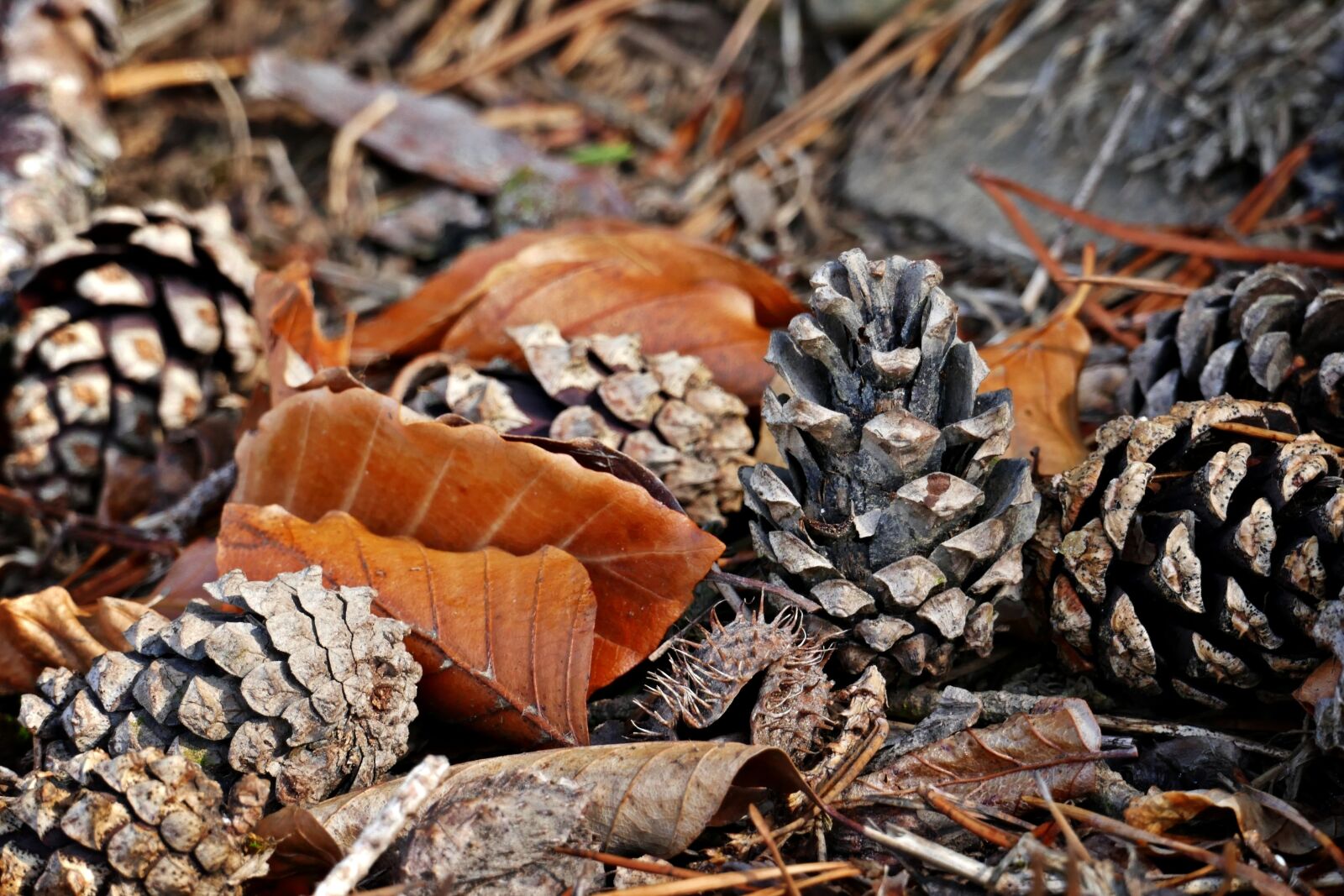Panasonic Lumix DMC-FZ1000 sample photo. Pine cones, forest, ground photography