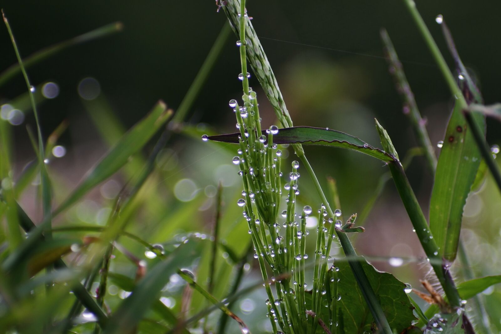 VR 70-300mm f/4.5-6.3G sample photo. Natural, landscape, plant photography