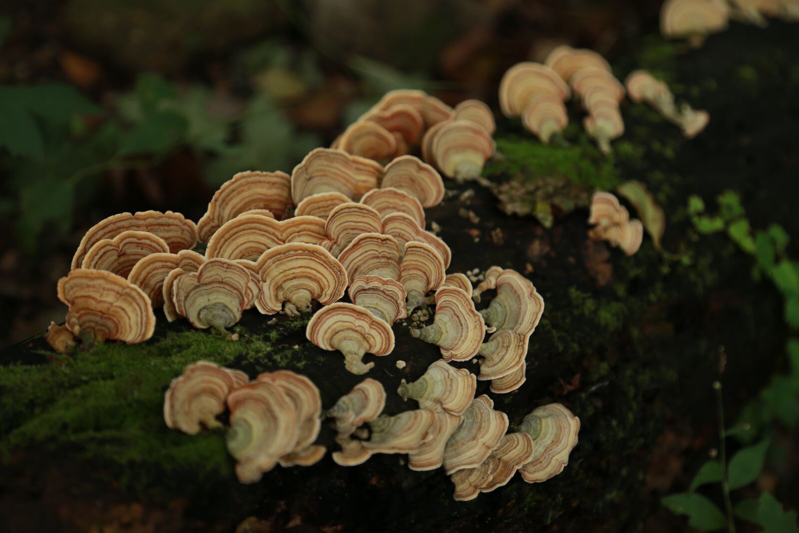 Canon EOS 6D + Canon EF 24-105mm F4L IS USM sample photo. Mushroom, nature, plants photography