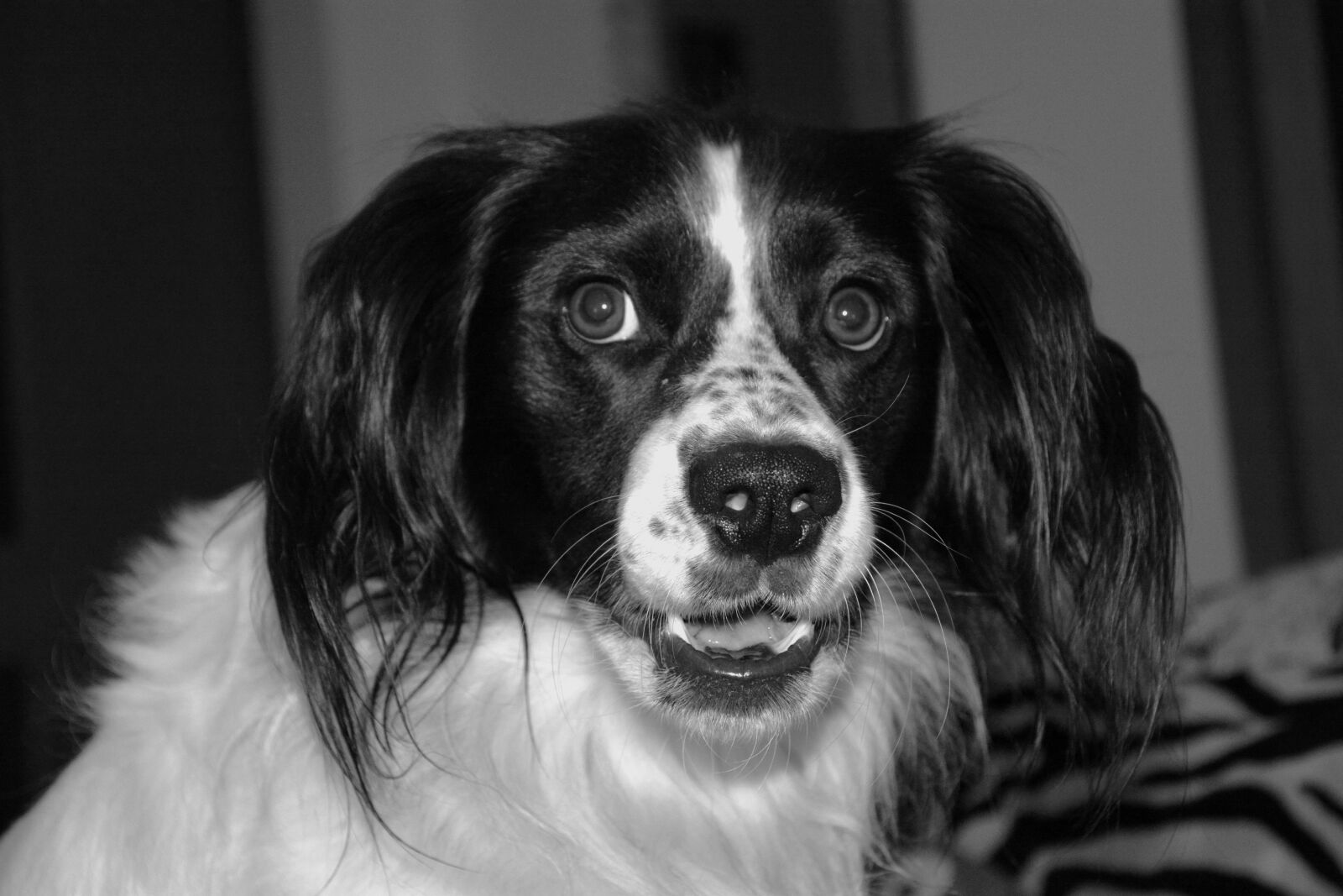 Nikon D7100 sample photo. Dog, look, spellbound photography