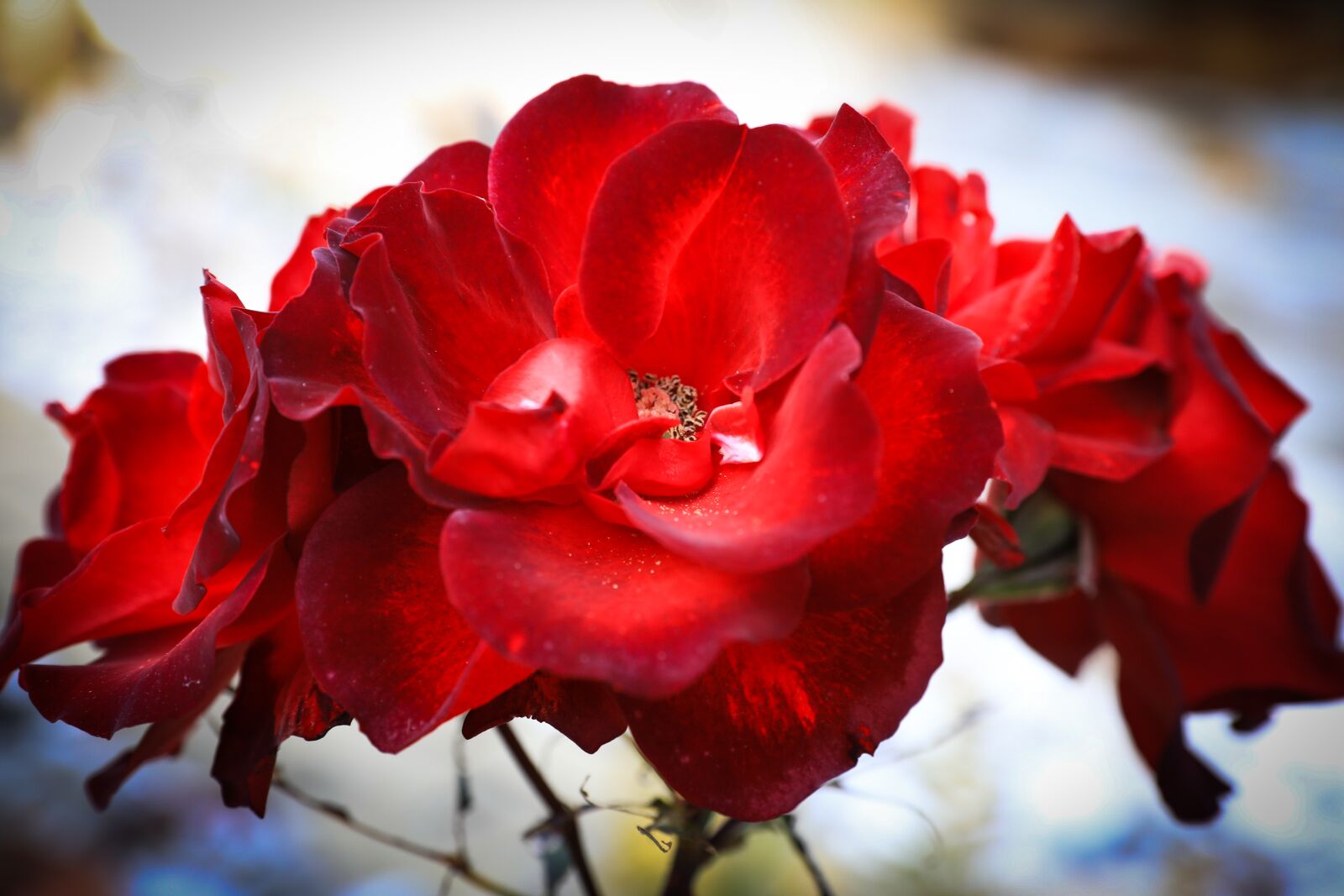 Canon EOS 5D Mark IV sample photo. Rose, petal, flower photography