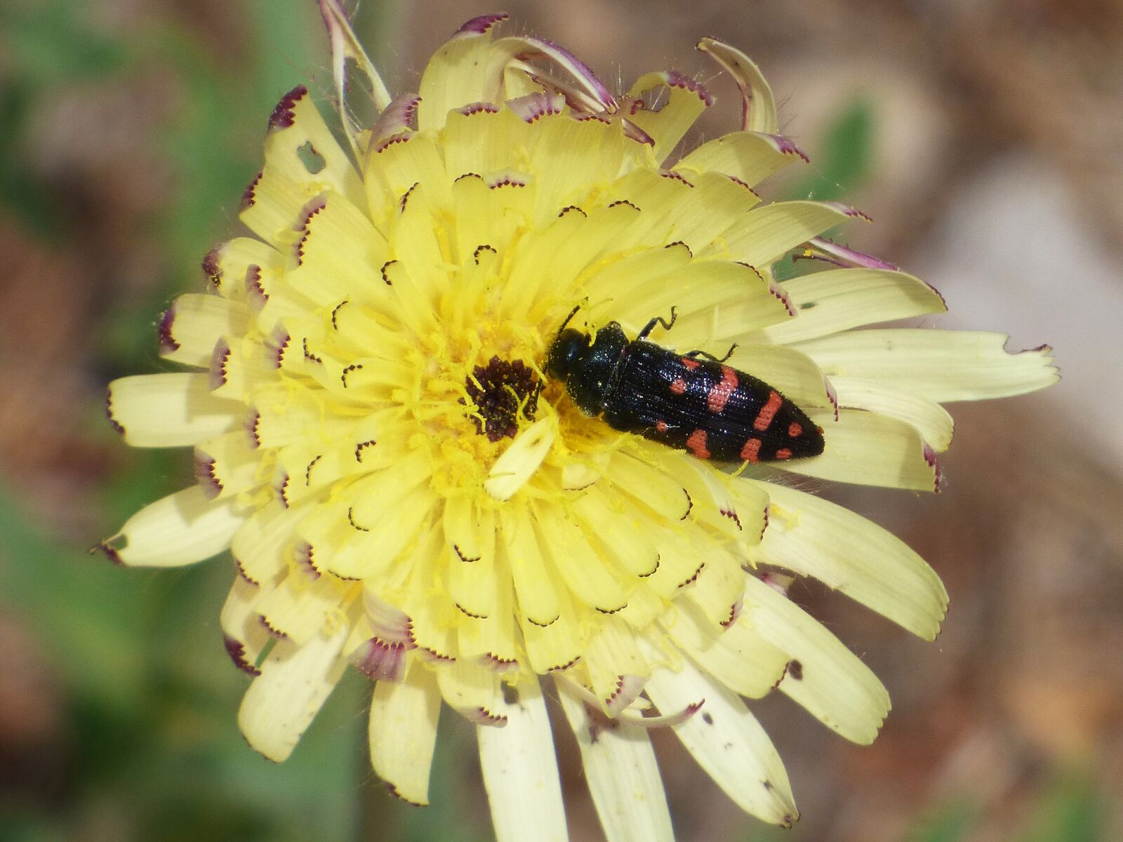 Panasonic Lumix DMC-FZ70 sample photo. Insect, flower, wild flower photography