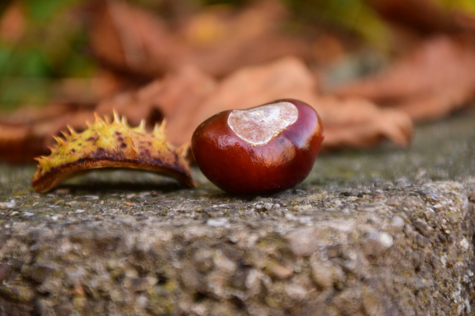 Nikon D3300 sample photo. Chestnut, close up, buckeye photography