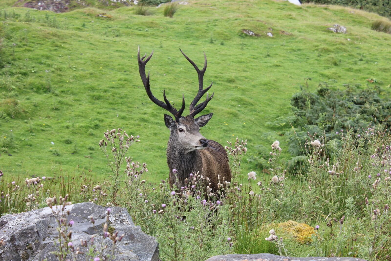 Canon EOS 550D (EOS Rebel T2i / EOS Kiss X4) sample photo. Hirsch, scotland, animal world photography