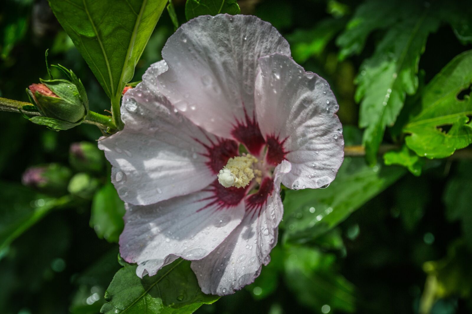 Nikon D3100 sample photo. Flower, raindrops, nature photography