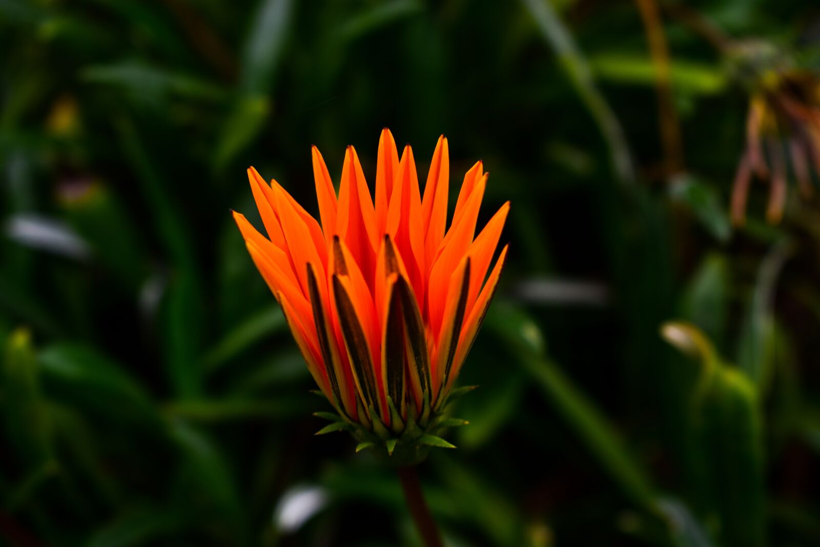 Nikon D3400 sample photo. Flower, plant, nature photography