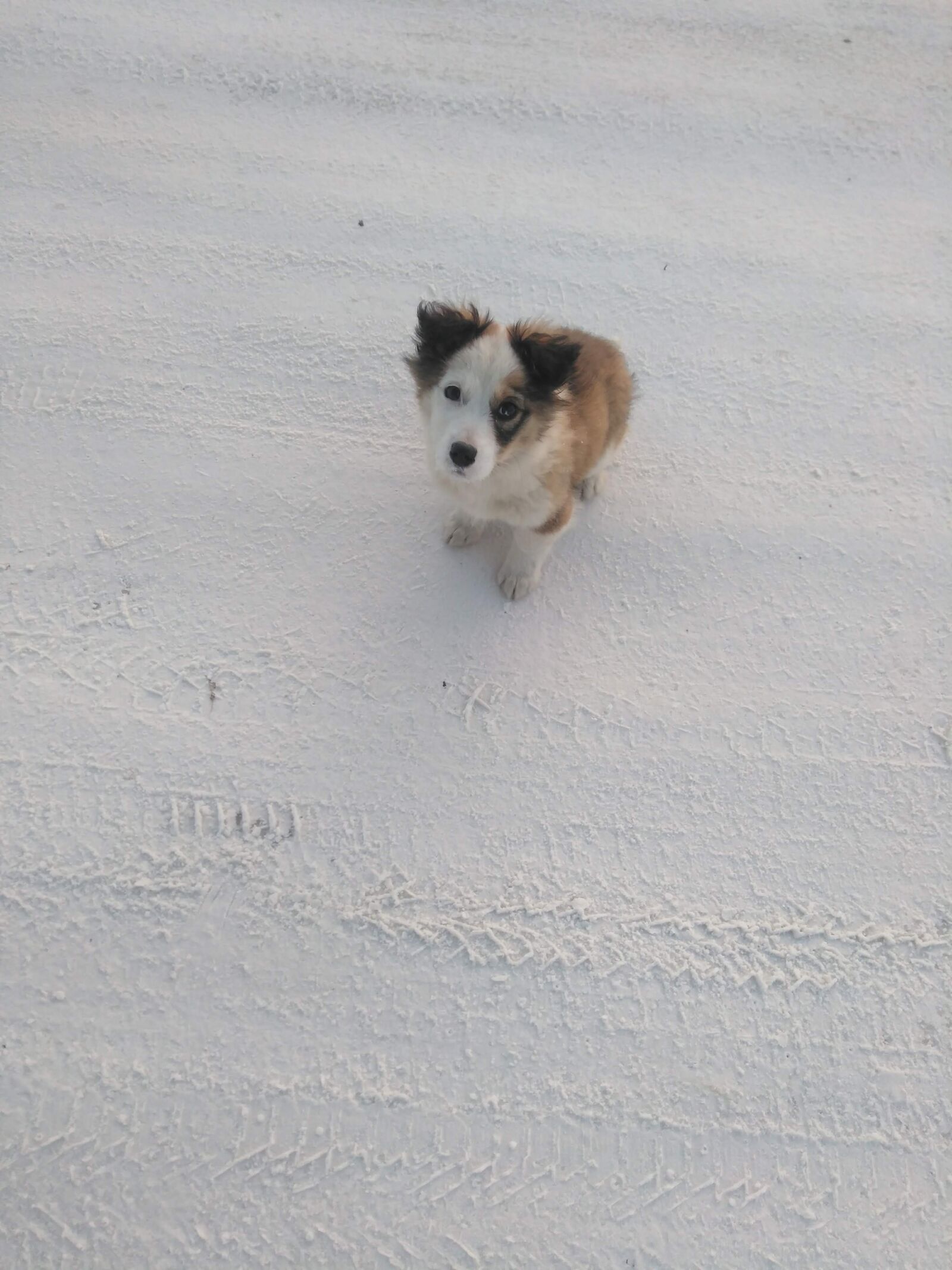 ZTE BLADE A512 sample photo. Dog, winter, puppy photography