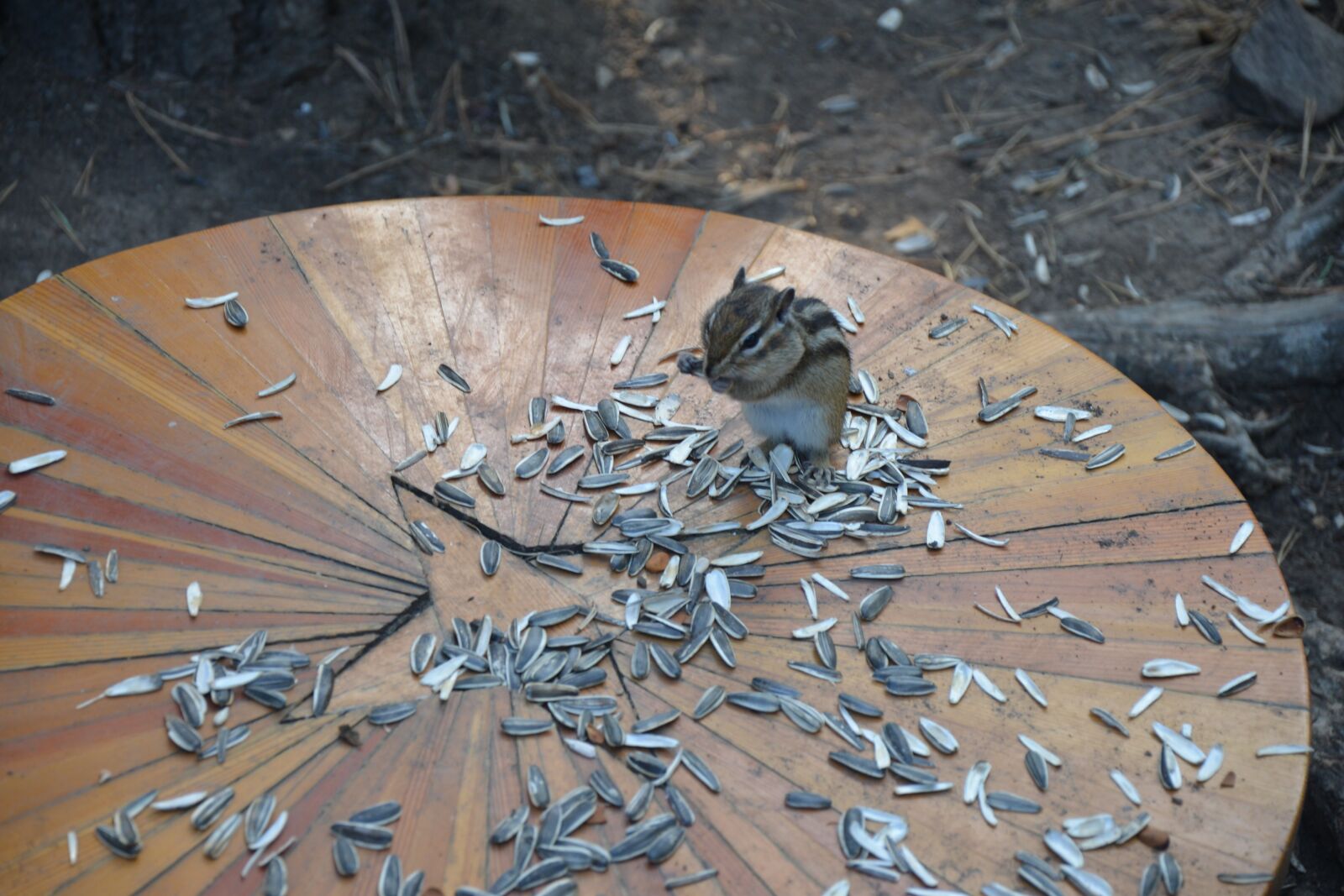 Nikon D600 sample photo. Animal, squirrel photography