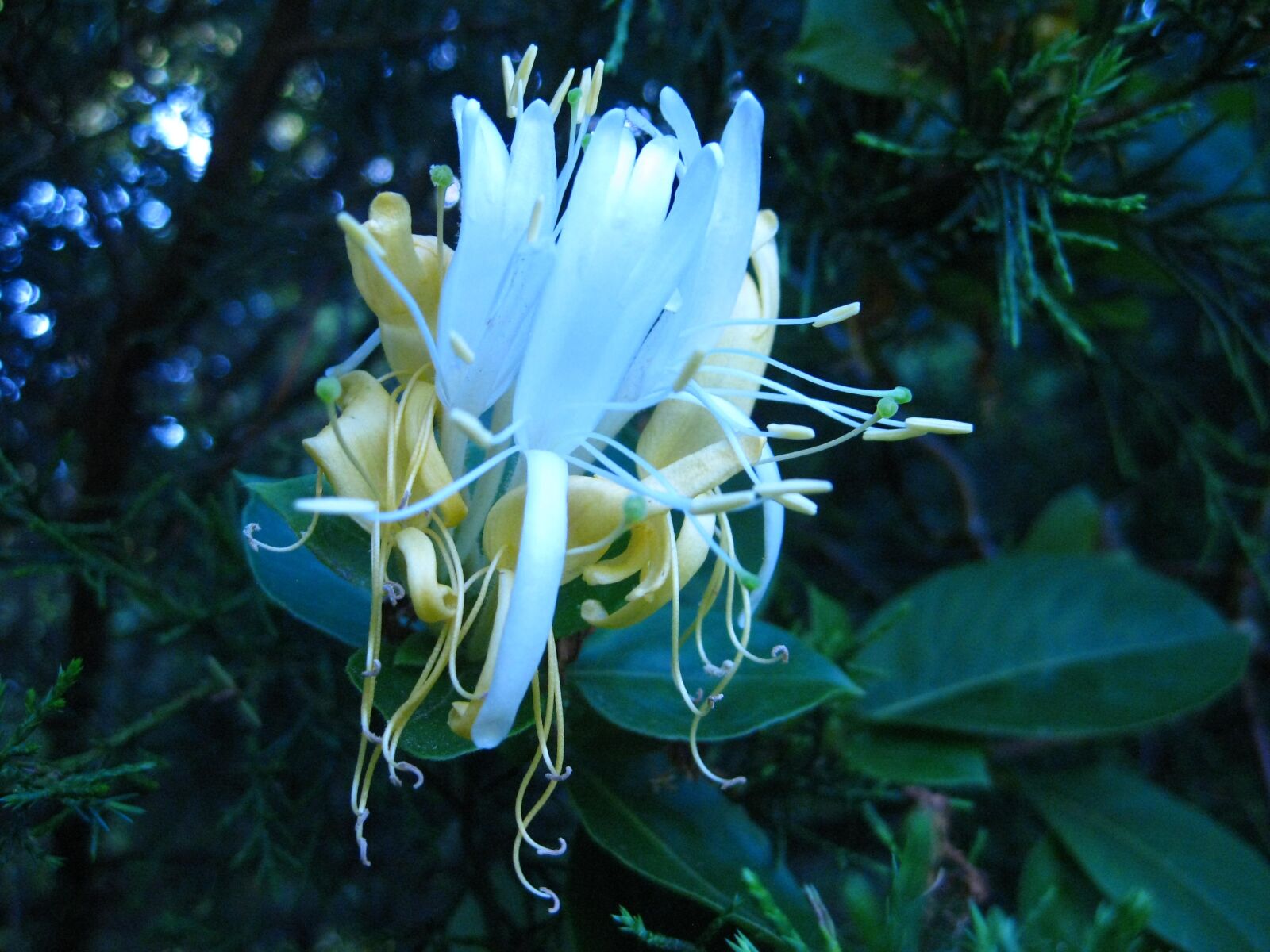 Canon PowerShot SD1100 IS (Digital IXUS 80 IS / IXY Digital 20 IS) sample photo. Flower, white, botany photography