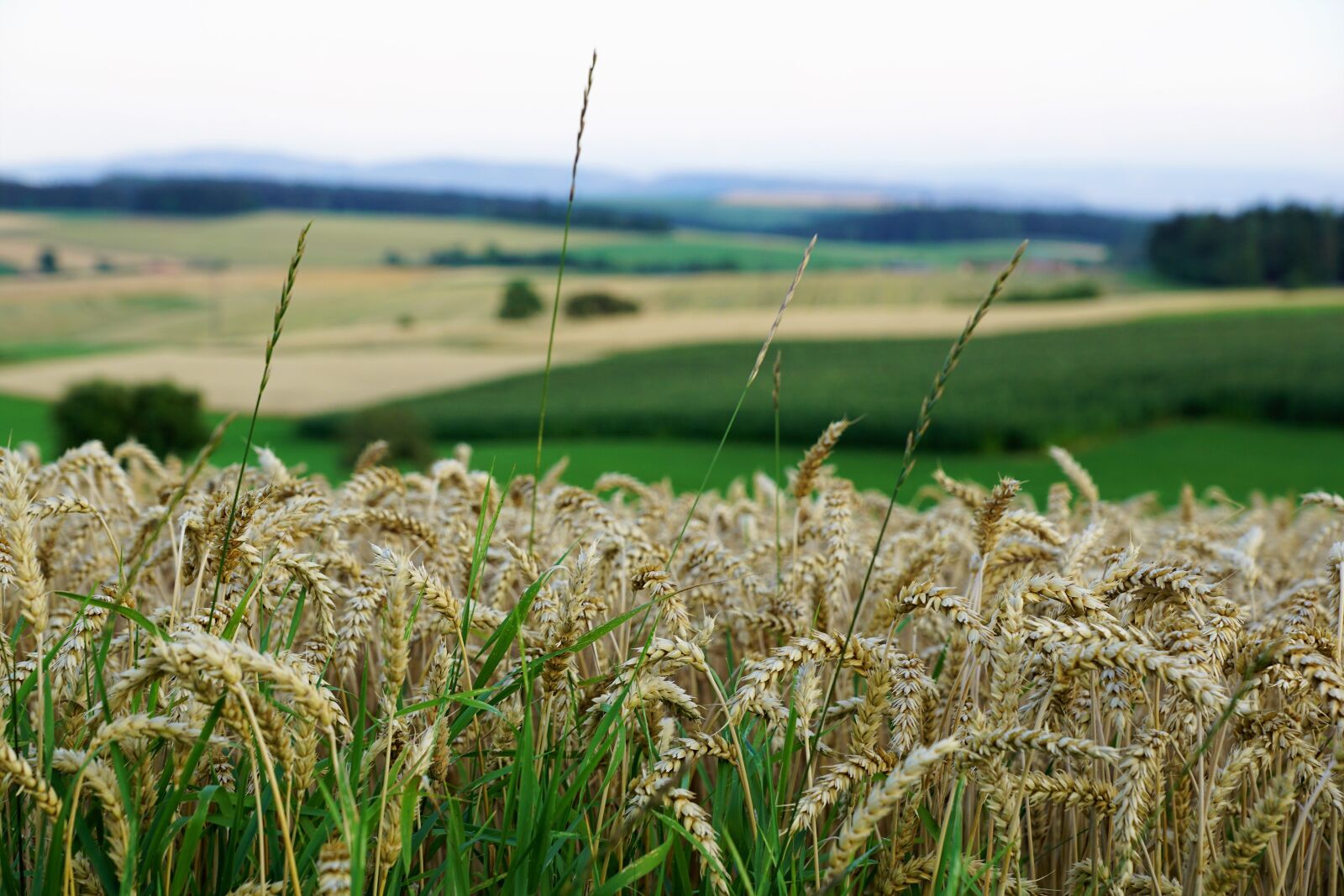 Sony ILCA-77M2 + Sony DT 16-50mm F2.8 SSM sample photo. Grain, field, bread photography