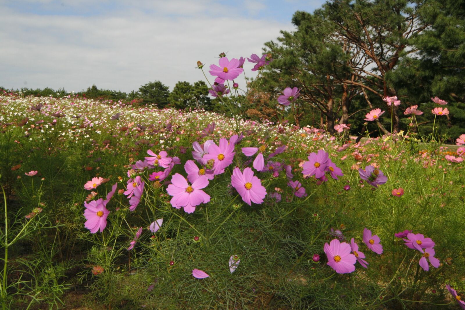 Canon EOS 400D (EOS Digital Rebel XTi / EOS Kiss Digital X) sample photo. Flowers, landscape, cosmos photography