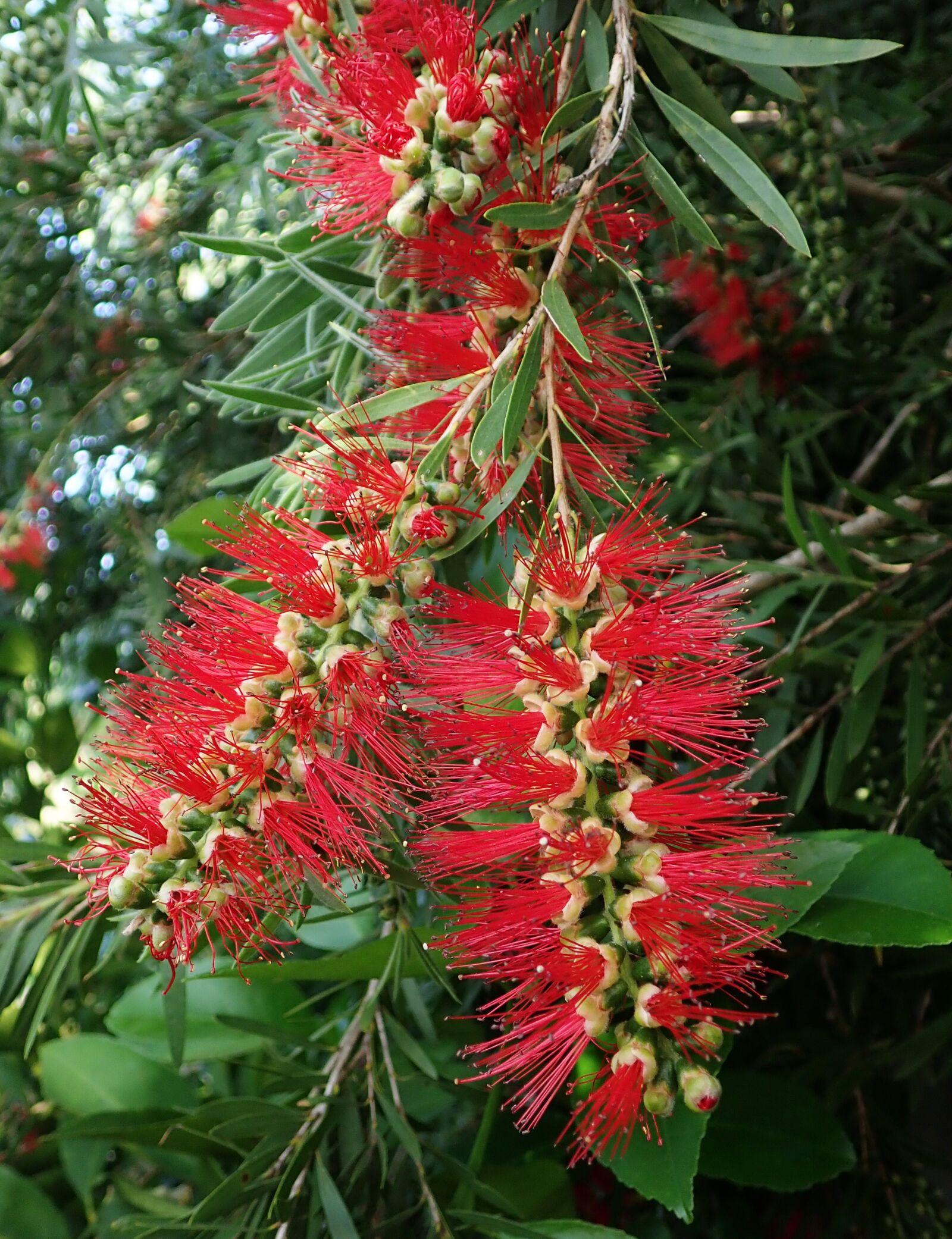 Olympus TG-5 sample photo. Tree, bottlebrush, australian photography