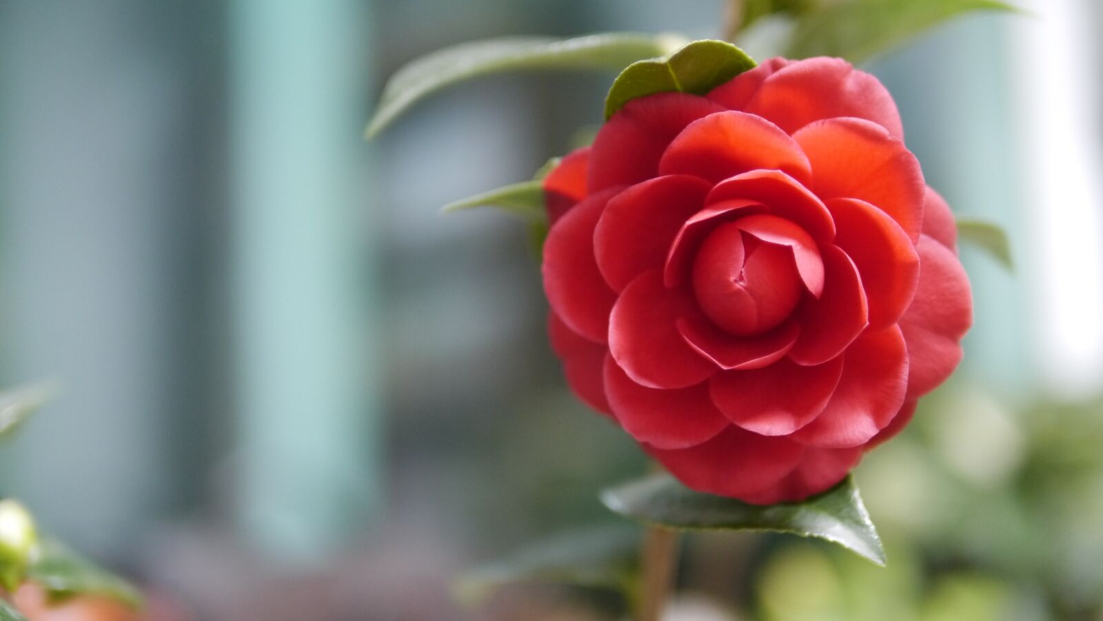 Panasonic Lumix DMC-GX1 sample photo. Flower, camellia, red photography