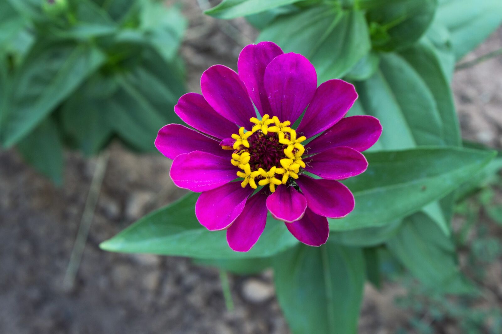 Canon EOS 600D (Rebel EOS T3i / EOS Kiss X5) sample photo. Violet, flower, purple flower photography