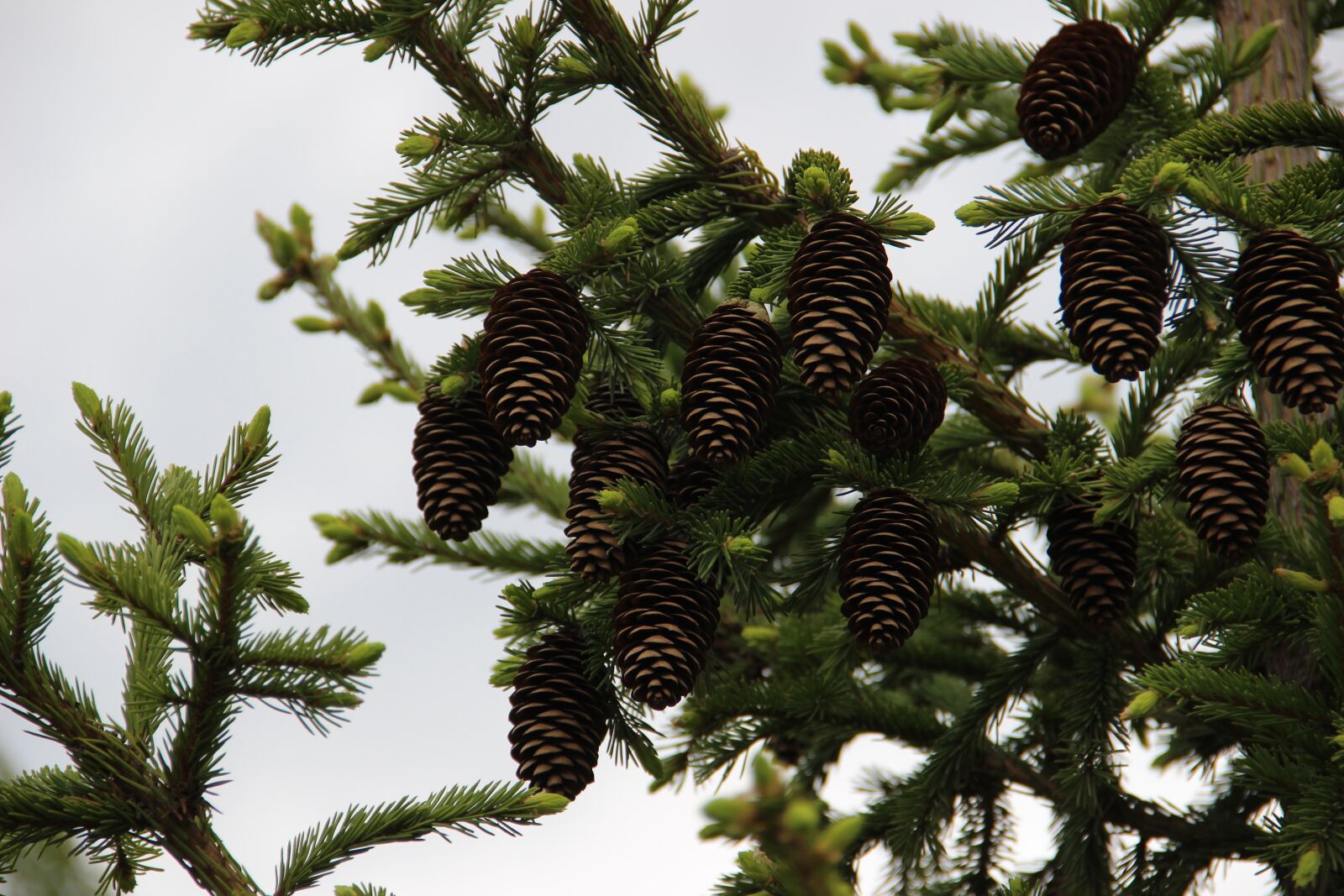Canon EOS 600D (Rebel EOS T3i / EOS Kiss X5) sample photo. Cones, conifer, krupnyj plan photography