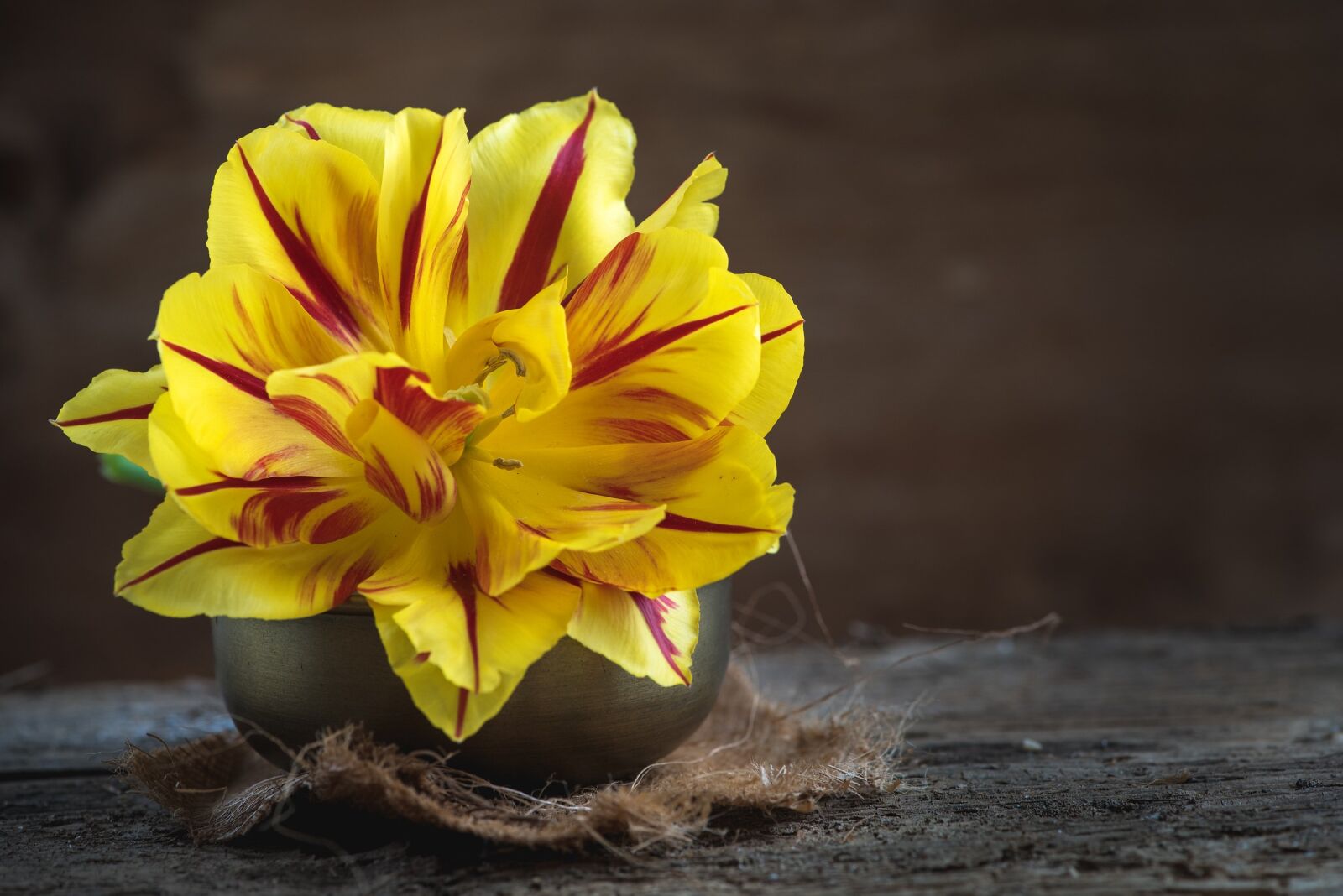 Nikon D750 sample photo. Tulip, flower, red photography