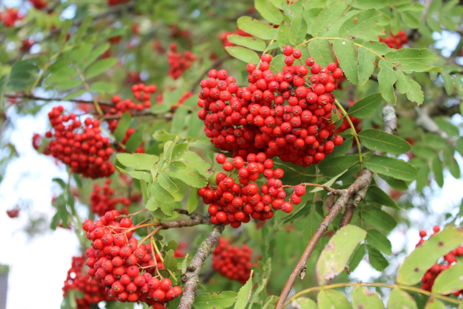 Canon EOS 600D (Rebel EOS T3i / EOS Kiss X5) sample photo. Autumn, rowan, red berries photography
