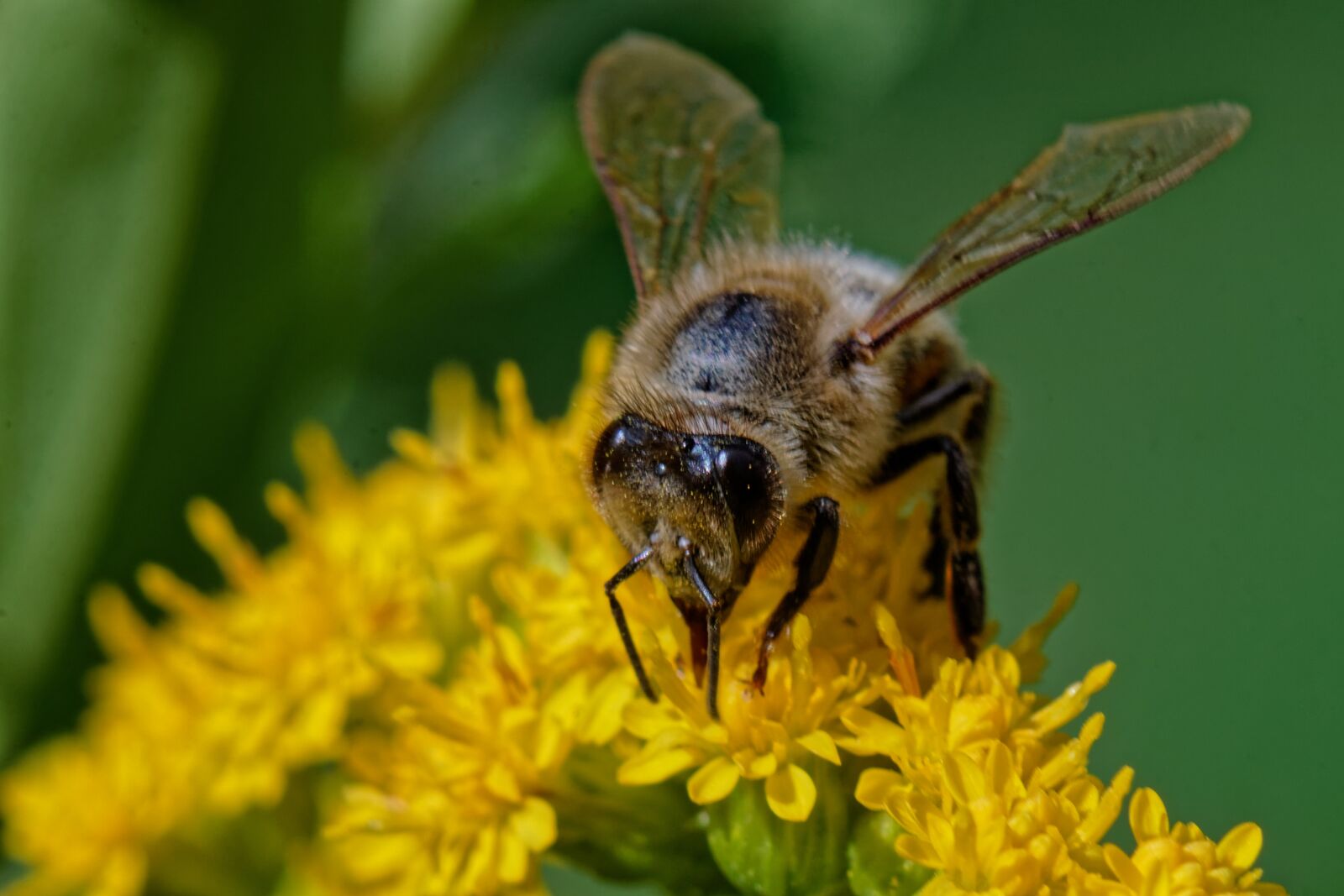 Canon EOS 500D (EOS Rebel T1i / EOS Kiss X3) sample photo. Bee, flower, macro photography