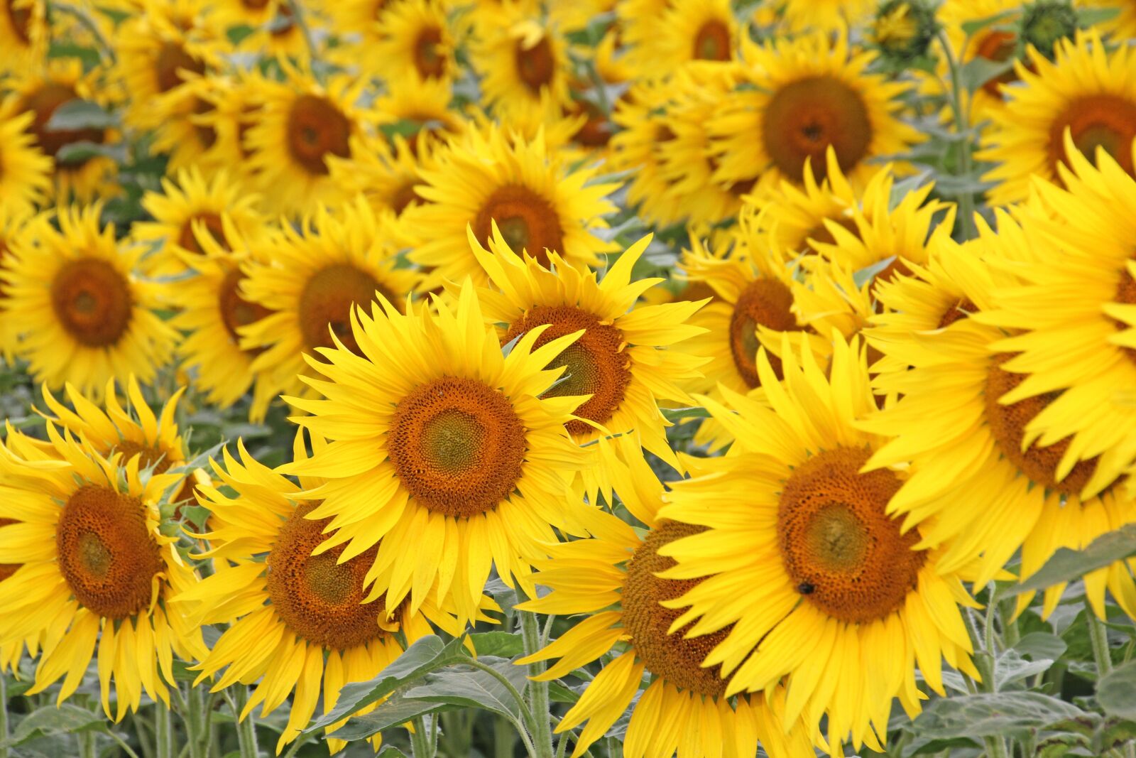 Canon EOS 60D sample photo. Flower, plant, nature photography