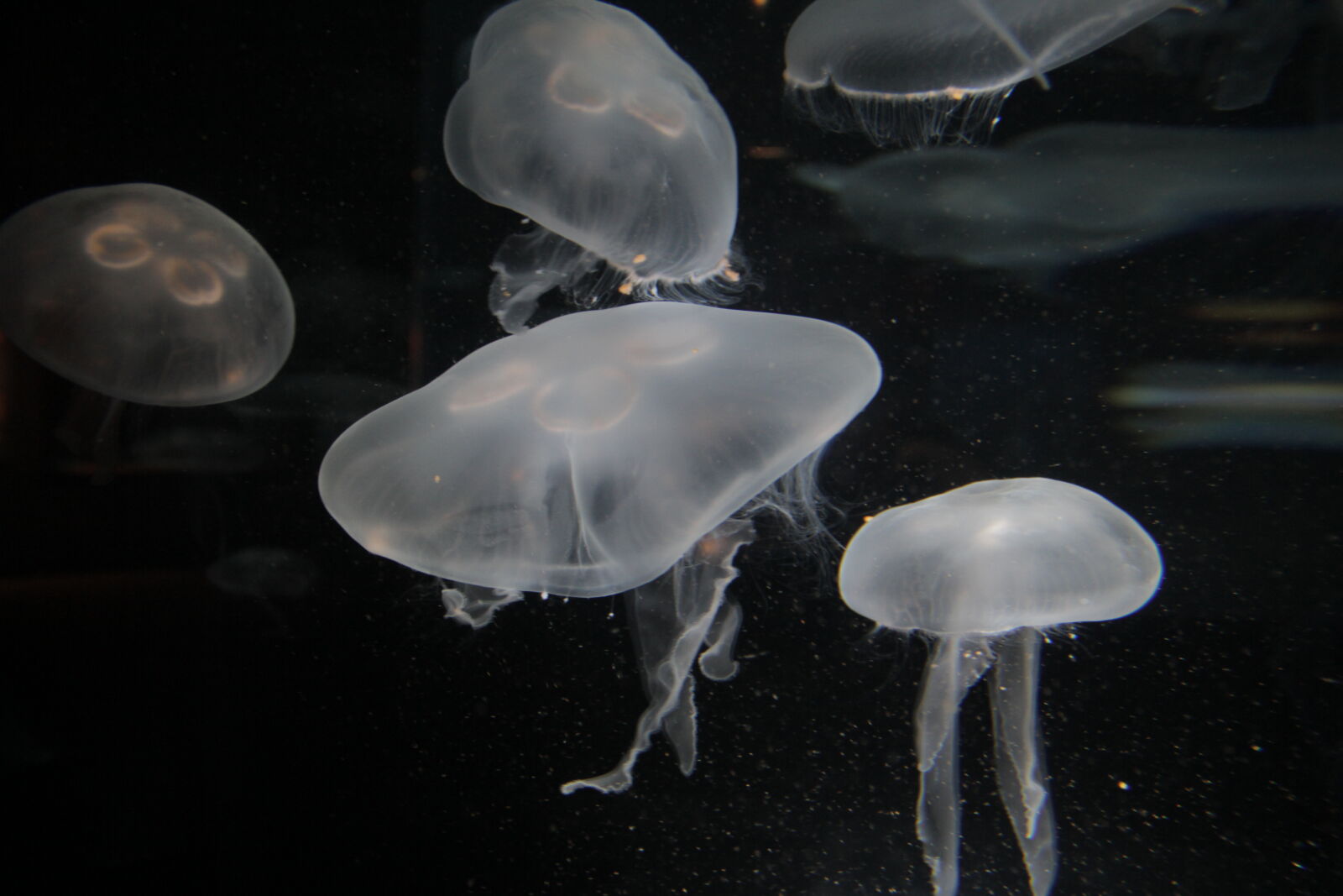 Canon EOS 7D sample photo. Jellyfish, jellyfishes, ocean, ocean photography