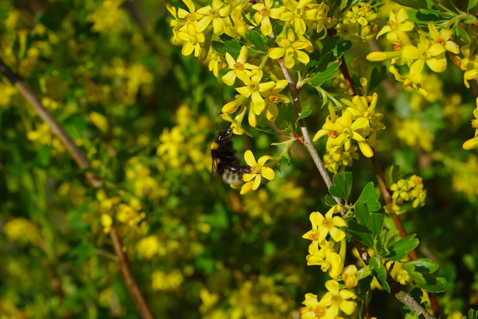 Sony a7 sample photo. Ribes aureum, flowers, yellow photography
