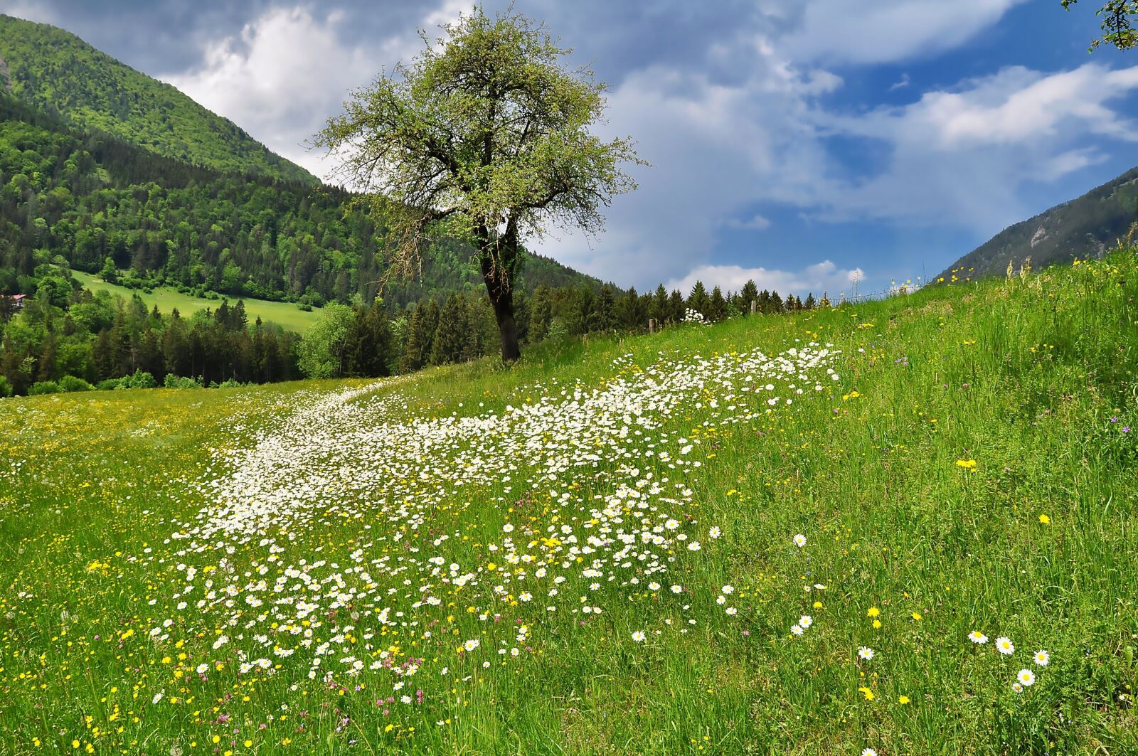 Nikon D90 sample photo. Nature, landscape, meadow photography