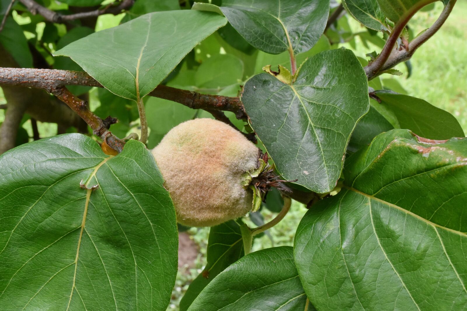 Nikon D5500 sample photo. Fruit, fruit tree, orchard photography