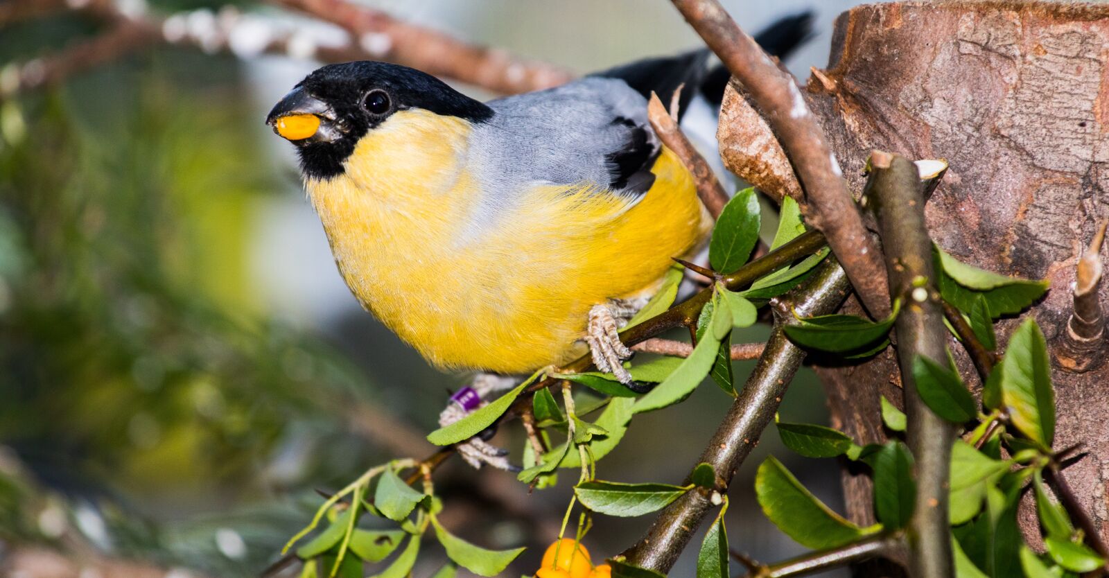 Canon EF 70-200mm F4L IS USM sample photo. Bullfinch, gimpel, mutation photography