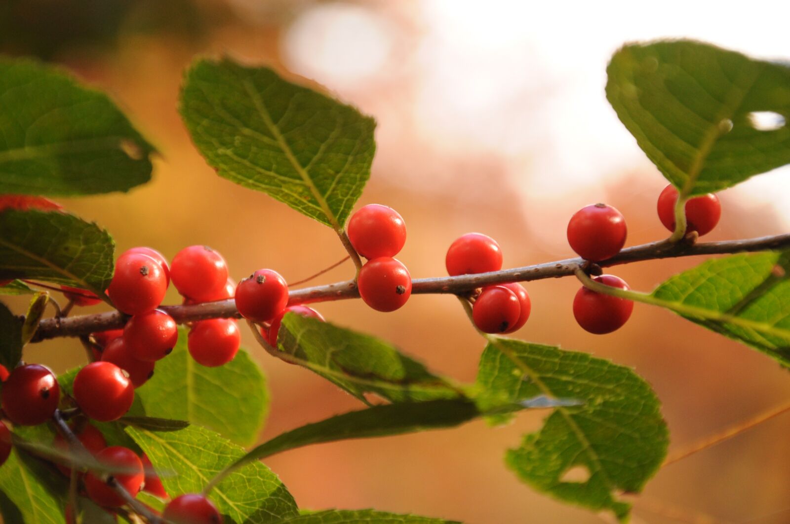Nikon D90 sample photo. Fall, autumn, leaves photography