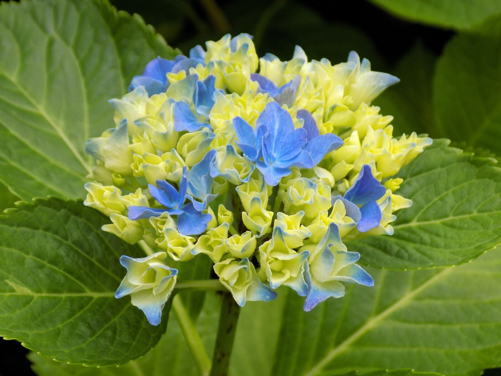 Nikon COOLPIX L340 sample photo. Flower, hydrangea, blue photography