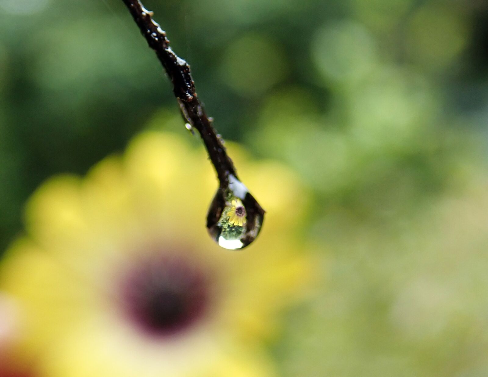 Olympus TG-5 sample photo. Rain drop, tree, yellow photography