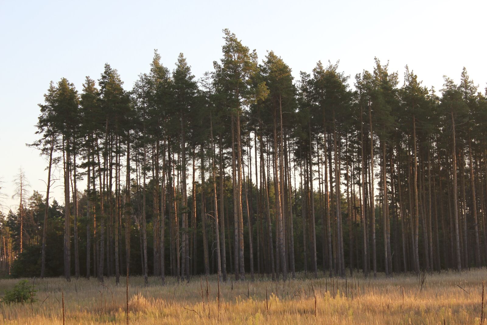 Canon EOS 550D (EOS Rebel T2i / EOS Kiss X4) sample photo. Pine, field, landscape photography
