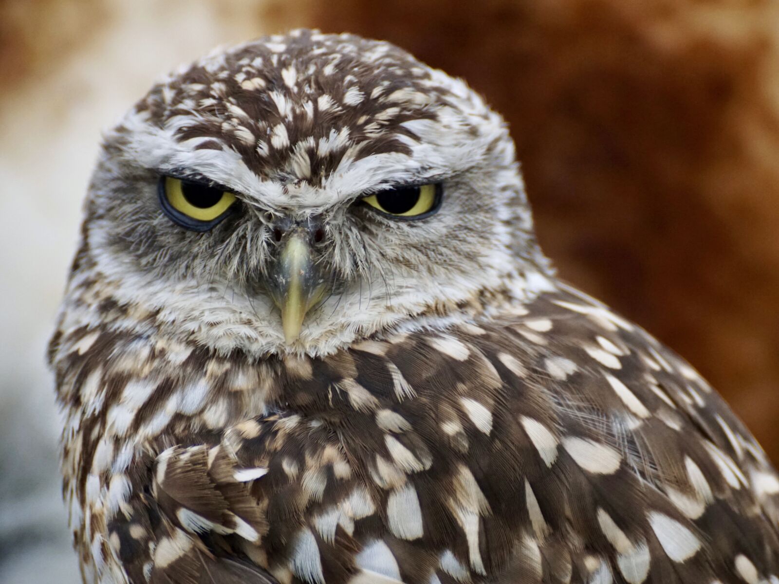 Sony DT 55-300mm F4.5-5.6 SAM sample photo. Burrowing, owl, little owl photography