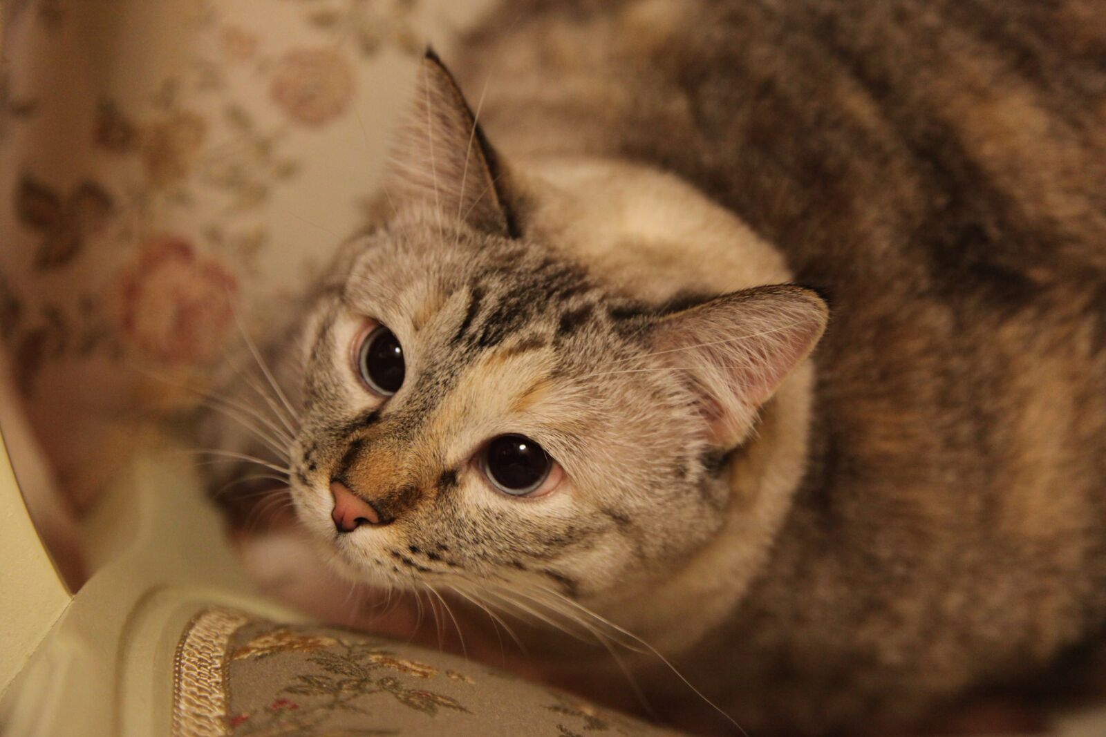 Canon EOS 5D Mark II sample photo. Cat, thai, animals photography