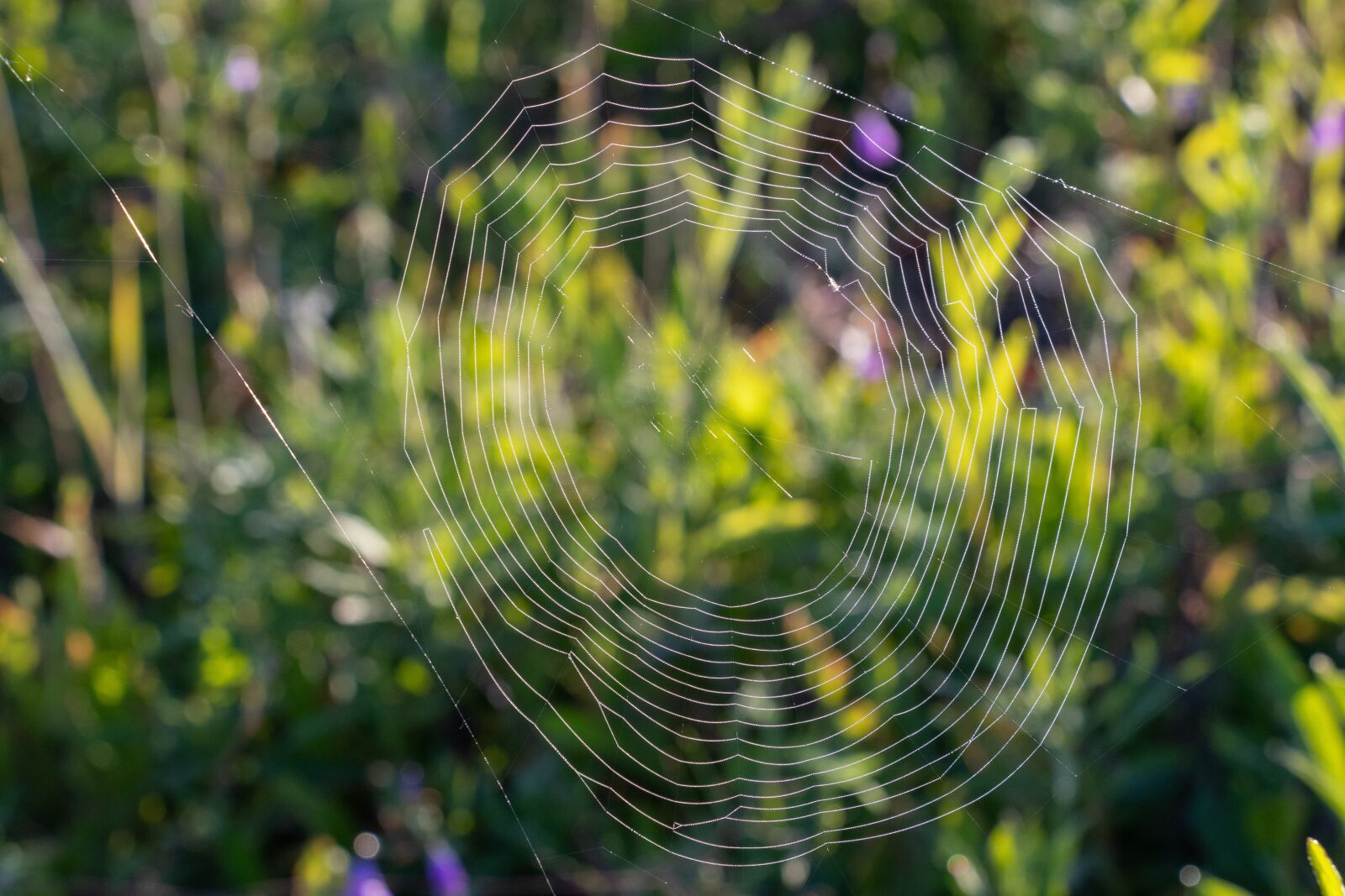 Canon EF-S 18-135mm F3.5-5.6 IS USM sample photo. Spider web, rosa, drops photography