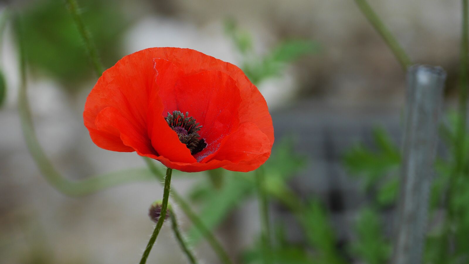 Panasonic Lumix DMC-GH3 sample photo. Yanggwibikkot, garden, poppy photography