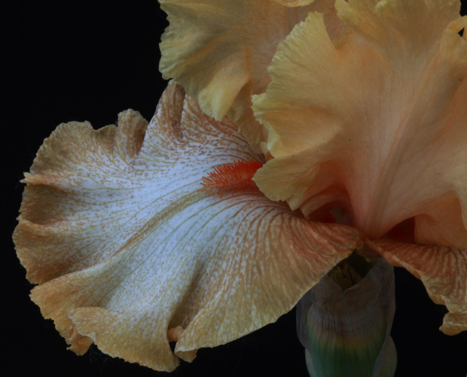 Canon EOS 5D Mark II sample photo. Floral, flower, fresh photography