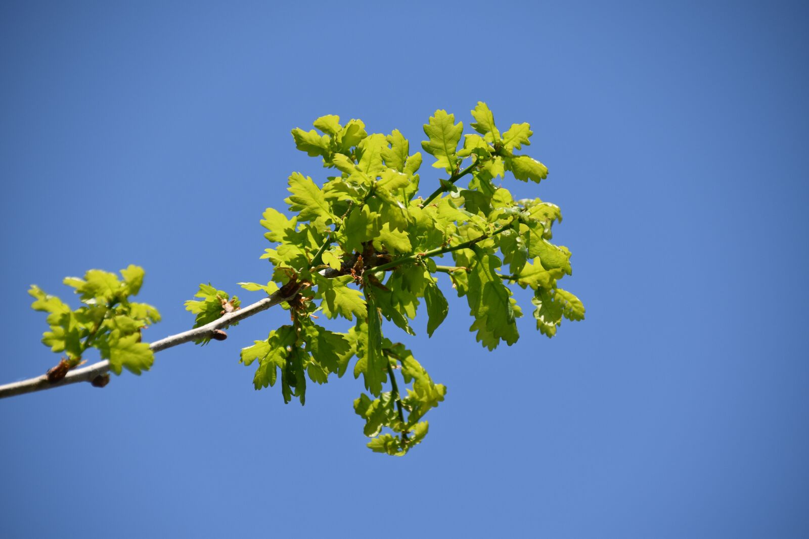 Nikon D5600 sample photo. Oak leaves, leaves of photography