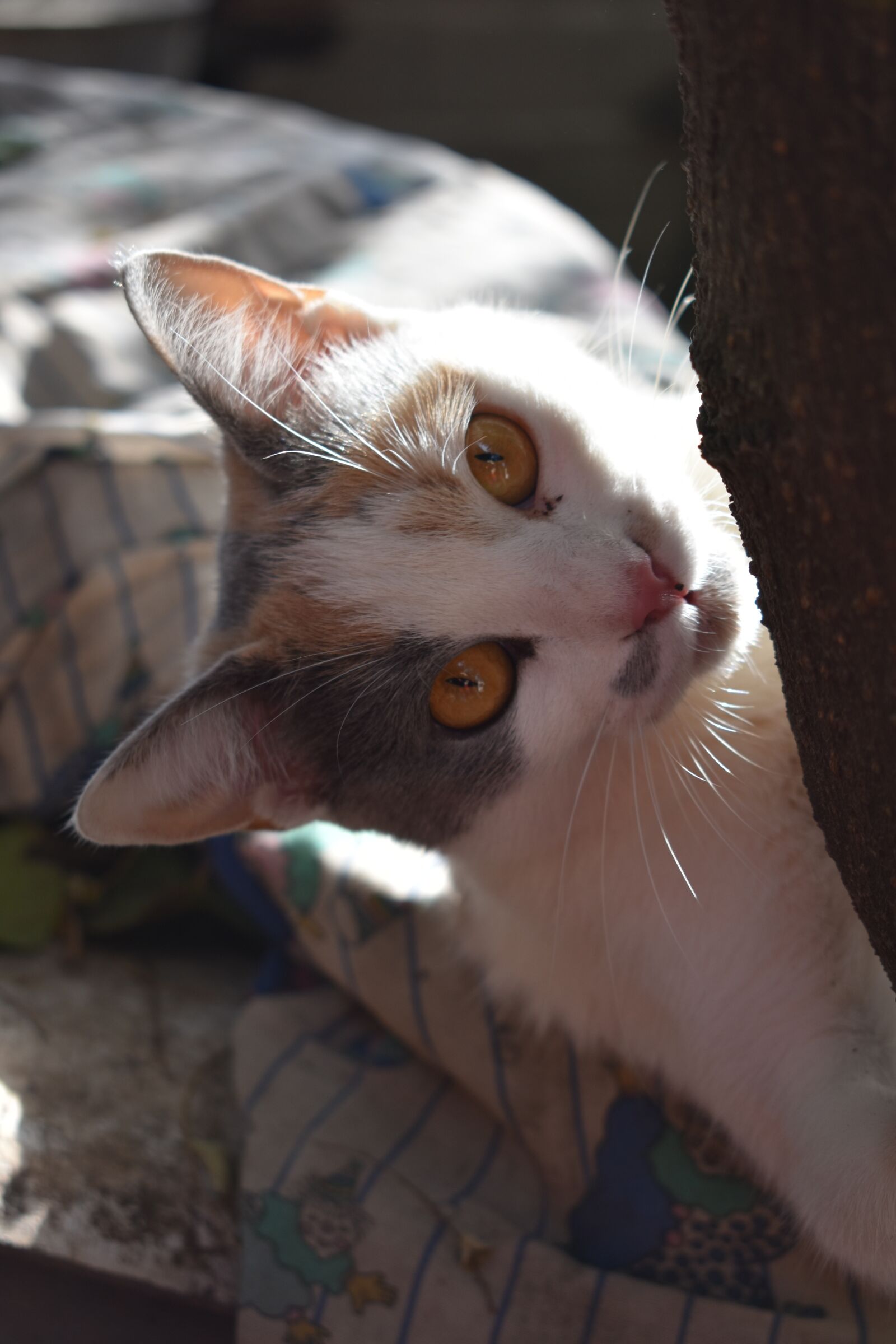 Nikon D3400 sample photo. Cat, kitty, pet photography